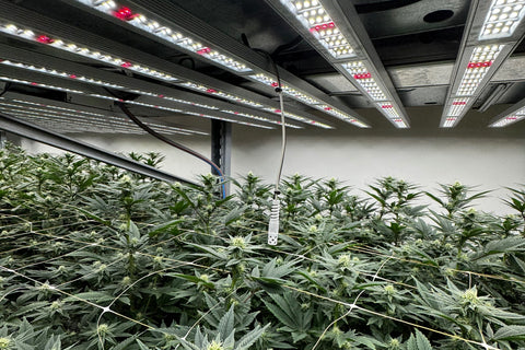 Nachhaltige Hanfproduktion: Warum wir auf LED und Kokos setzen