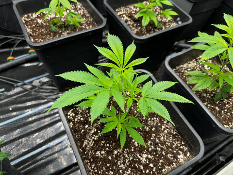 Der ultimative Guide für CBD Stecklinge: Eigenanbau in der Schweiz