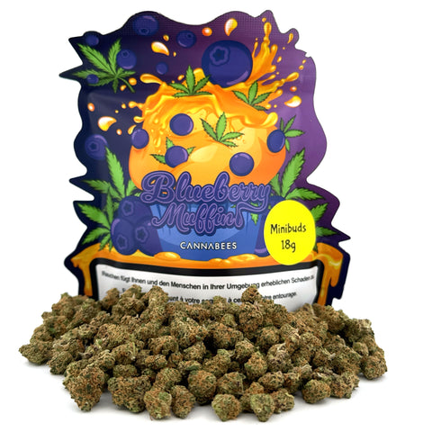 Blueberry Muffin Minibuds