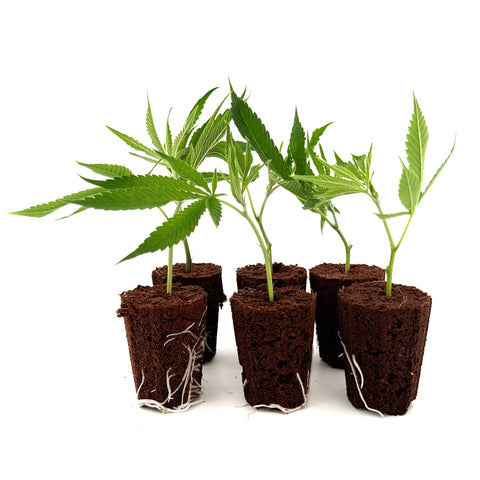 Muffins aux myrtilles et boutures de CBD