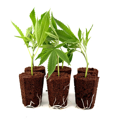 Talee di CBD Harlequin