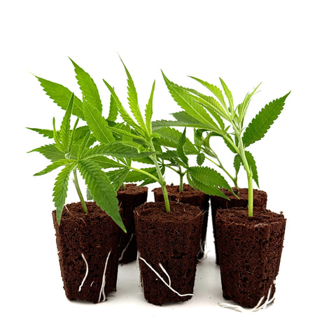 Lemoncello CBD cuttings