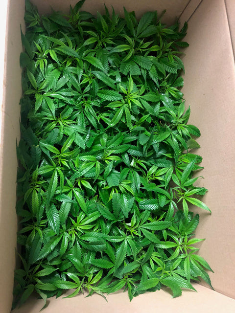 Muffins aux myrtilles et boutures de CBD